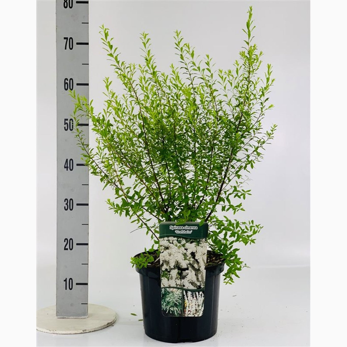 Gråspirea – Spiraea cinerea 'Grefsheim' - C5 40-60 CM